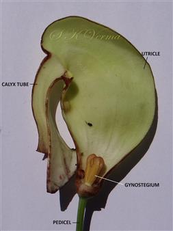  V.S. Calyx Tube with Gynostegium